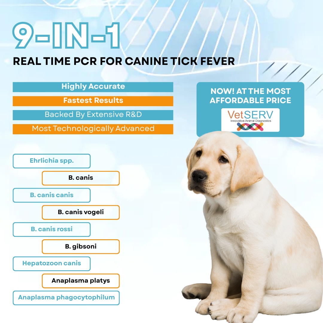 Real Time PCR for canine tick fever